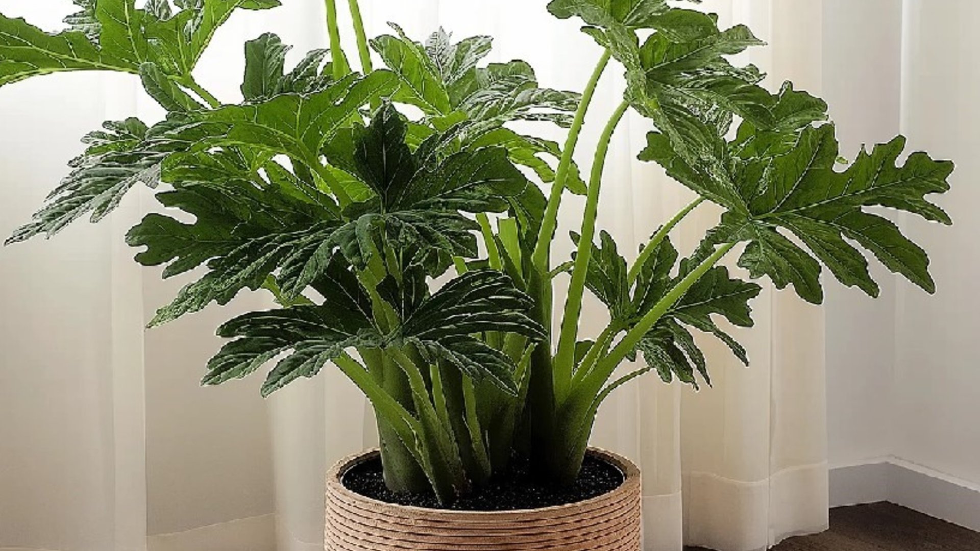 Solo con agua: las 3 plantas ideales para el invierno que casi no necesitan cuidados
