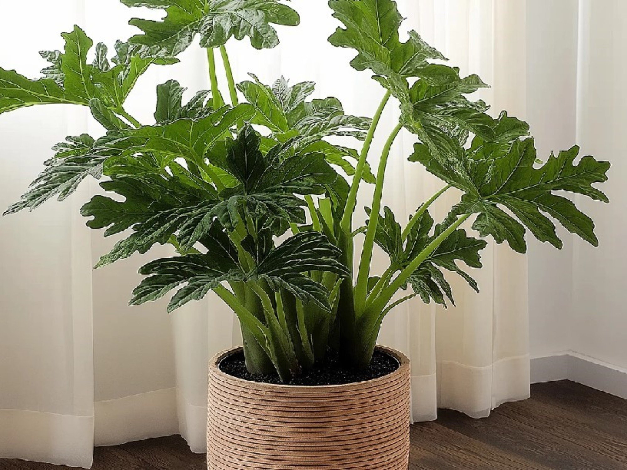 Solo con agua: las 3 plantas ideales para el invierno que casi no necesitan cuidados