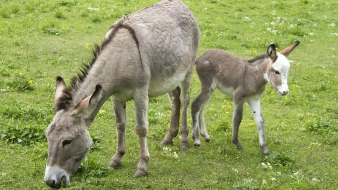 Furor por la carne de burro en el interior: “En el 90% de los casos la aceptación ha sido muy buena”