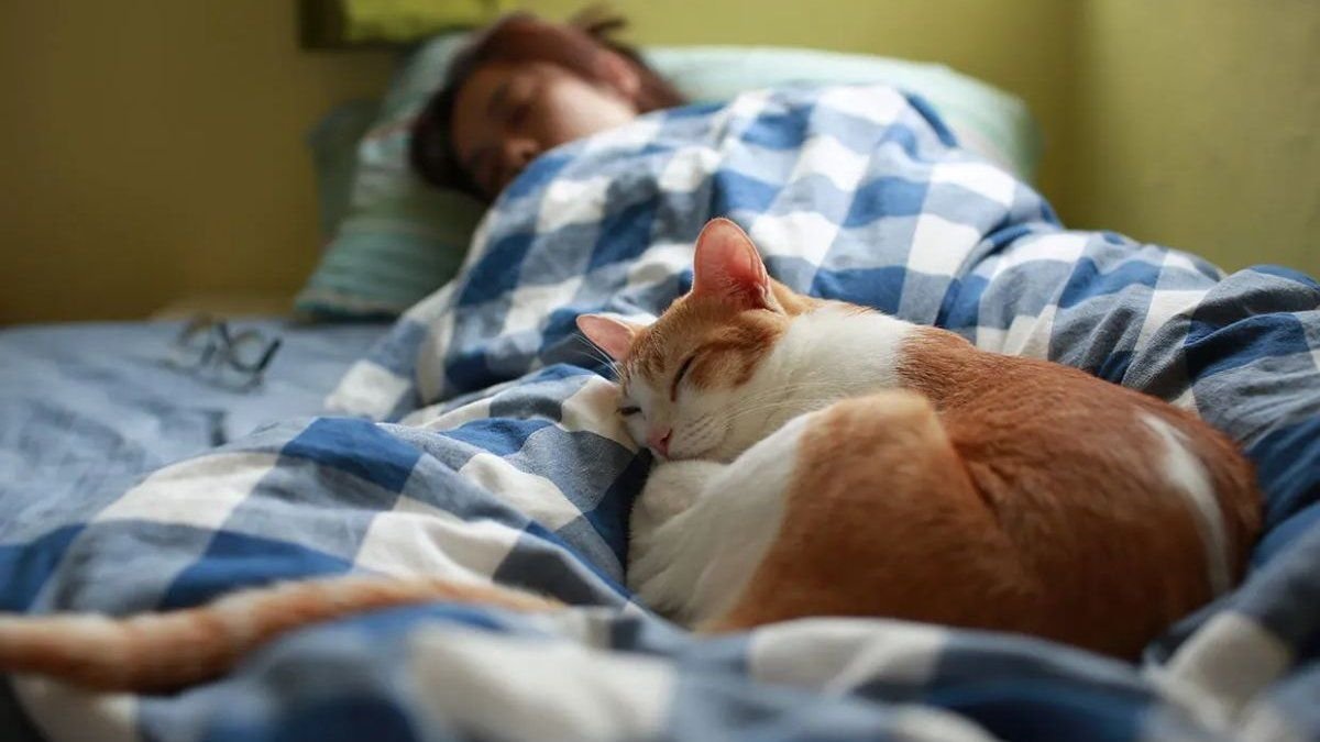 Por qué los gatos prefieren dormir sobre las personas, según la ciencia