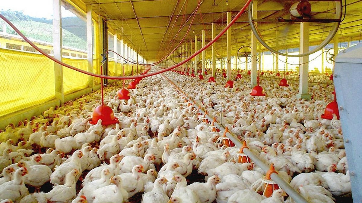 Las importaciones de carne alcanzaron un nuevo récord en marzo y advierten por la subsistencia de pequeños productores