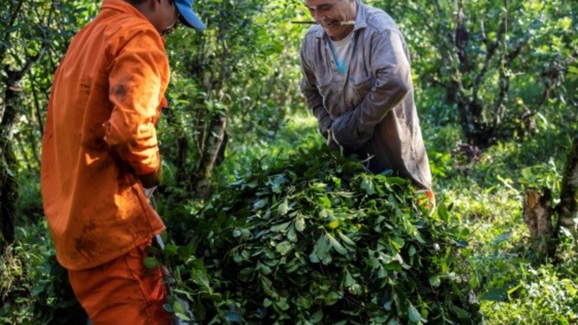 Tras quitarle el primer lugar del ranking mundial a Brasil e 2025,las exportaciones de yerba mate siguieron creciendo y se encaminan a un nuevo récord este año
