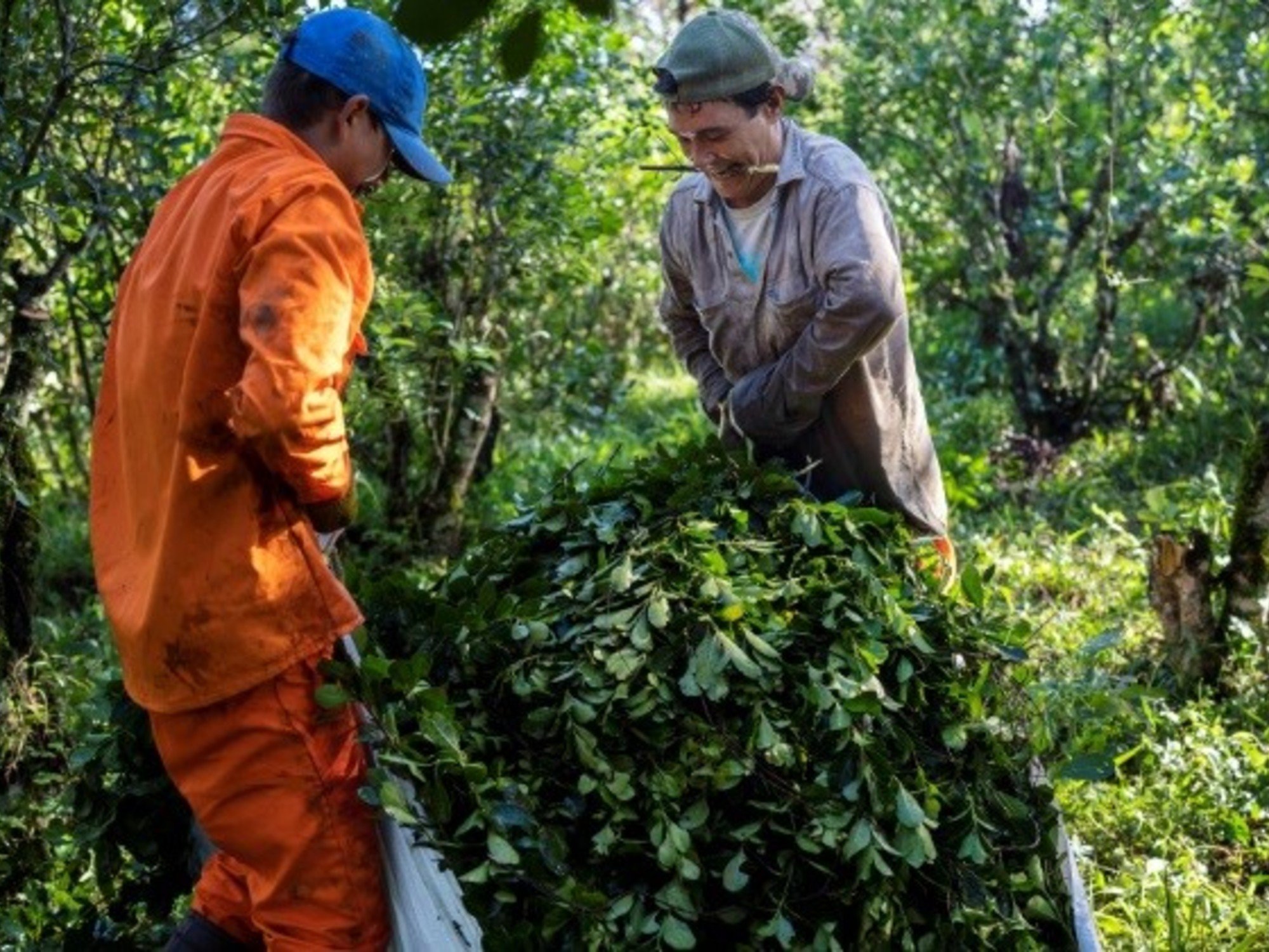 Tras quitarle el primer lugar del ranking mundial a Brasil e 2025,las exportaciones de yerba mate siguieron creciendo y se encaminan a un nuevo récord este año