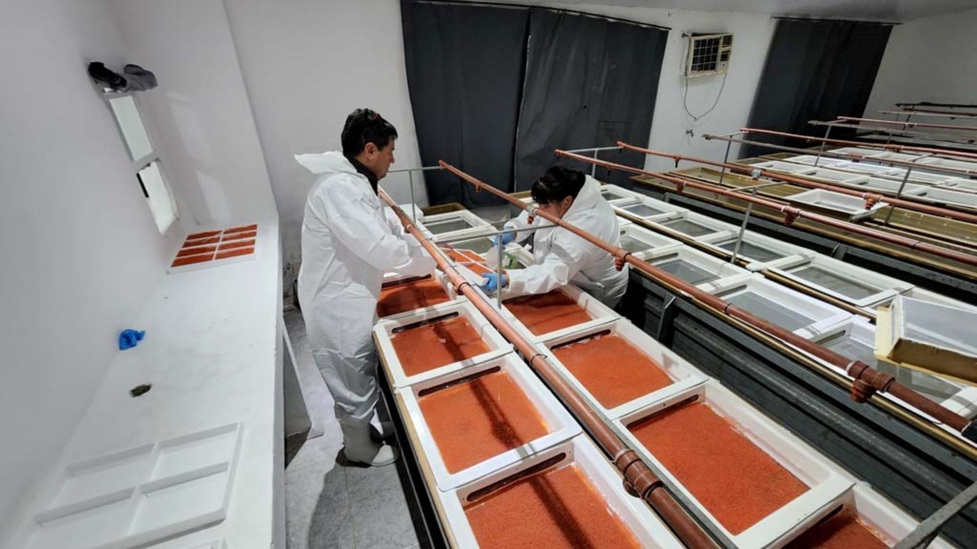 Newsan crece en el negocio alimenticio y compró una pesquera histórica dedicada a un producto "delicatessen"