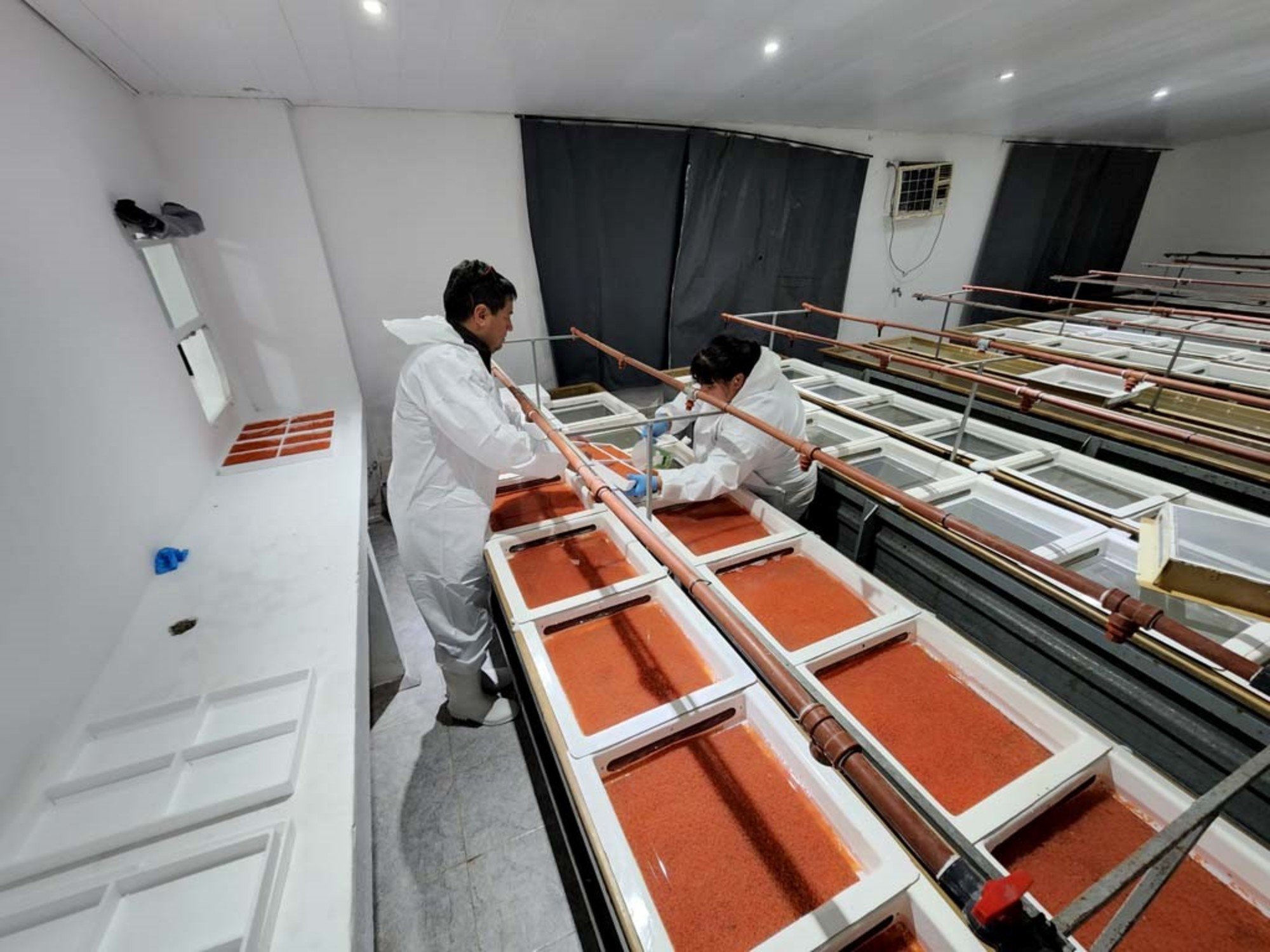 Newsan crece en el negocio alimenticio y compró una pesquera histórica dedicada a un producto "delicatessen"
