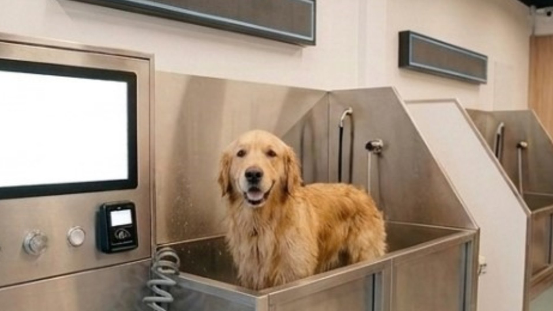 Autoservicio de lavado de perros: cómo es y cuánto cuesta