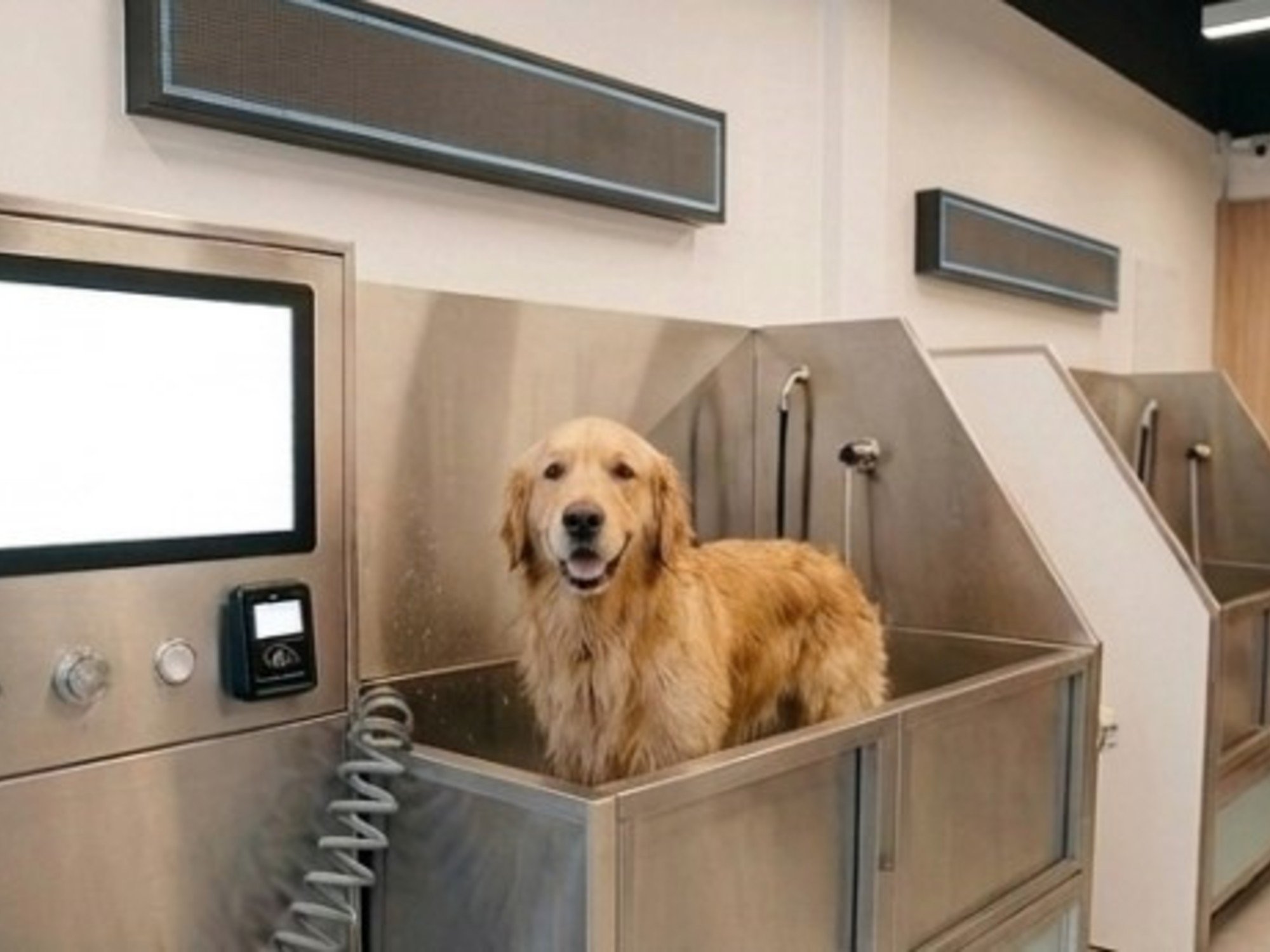 Autoservicio de lavado de perros: cómo es y cuánto cuesta